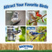 Backyard seeds black oil sunflower seeds 50lbs thin shells premium cardinal food bulk