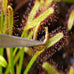 Grade A Freeze-Dried Bloodworms for Freshwater Fish, Marine Corals, and Baby Pond Fish in a 0.5oz Squeeze Bottle