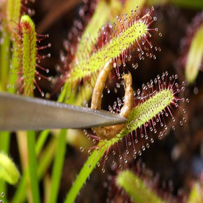 Grade A Freeze-Dried Bloodworms for Freshwater Fish, Marine Corals, and Baby Pond Fish in a 0.5oz Squeeze Bottle