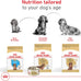 Royal Canin Dachshund Puppy Dry Dog Food, 2.5 lb Bag