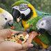 Parrots love all natural garden blend bird food 2lb, no artificial coloring or preservatives