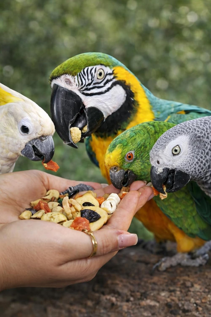 Parrots love all natural garden blend bird food 2lb, no artificial coloring or preservatives