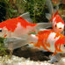 Sera Pond Flakes Fish Food 1.2 lb staple food for smaller pond fish, rich in vitamins & minerals