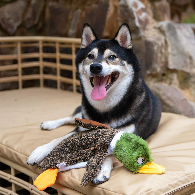 1Wild Duck, Small Squeaky Dog Toy with Soft Durable Fabric for Small Pets Interactive Toy for Indoor Play
