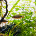 swimming-creatures-5-pcs-assorted-tropical-fish-combo-pack-with-rasboras-rainbowfish-and-more-freshwater-aquarium-fish-live
