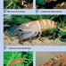compass-guides-tropical-freshwater-aquarium-fish-paperback-2005-guide