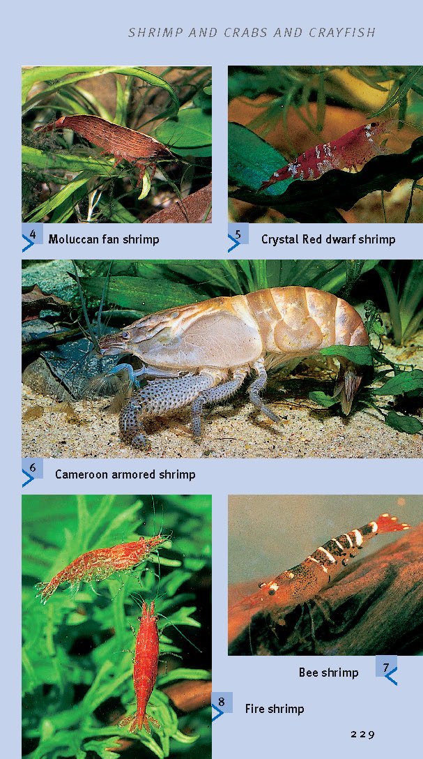 compass-guides-tropical-freshwater-aquarium-fish-paperback-2005-guide