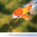 Aqueon Goldfish Fish Food Slow Sinking Granules, 5.8 Ounce, for Common Goldfish and Small Koi