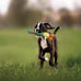 Nocciola 2 in 1 Easter Duck Dog Toy for Medium and Large Breeds with Rubber Squeaker and Crinkle Paper