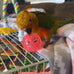 Parakeet and Parrot Bird Toys Set with Durable Bells and Vine Balls, Safe and Non-Toxic, 23-Piece Variety