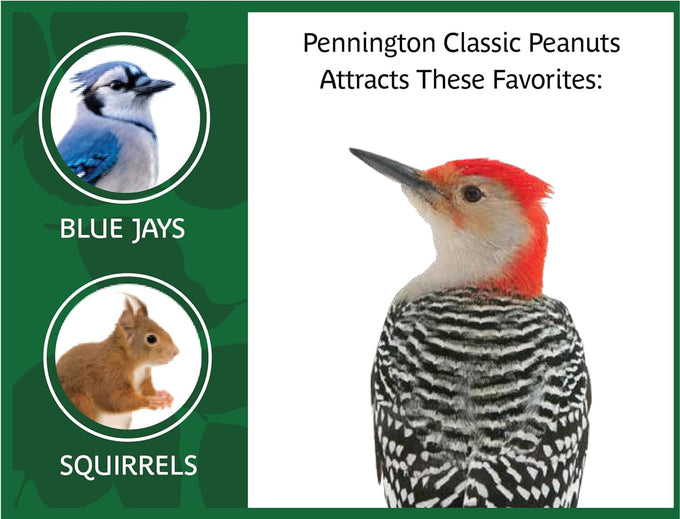 Pennington 100% Shelled Peanut Pieces, 5 pounds, Excellent Wildlife Attraction and Energy Source