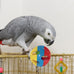 simena parrot ball toy set of 3 for medium to large birds and cats with bpa-free plastic and metal strings