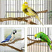 kathson natural parrot bird stand pole wild grape stick paw grinding fork parakeet climbing standing branches toy chewable cage accessories for small budgies cockatiels lovebirds set