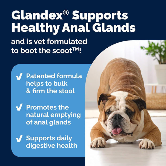 Vetnique Glandex Anal Gland Soft Chews with Pumpkin, Digestive Enzymes, Probiotics, Fiber Supplement for Dogs (Bacon Flavor, 60 Count)