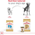 Royal Canin Golden Retriever Adult Dry Dog Food, 30 lb