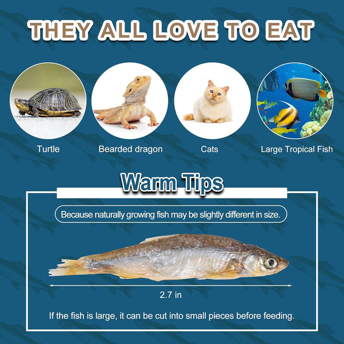 Dried River Fish Minnows - High Protein Natural Food for Turtles, Bearded Dragons, Cats & Tropical Fish (5.5oz)