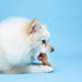 Hartz  Chew 'n Clean Chicken Flavored Drumstick Dog Toy, Small for Puppies and Adult Dogs, Teething and Chewing Toy