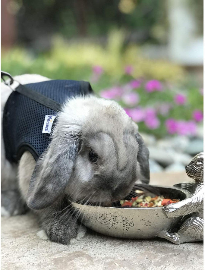 Herbivore Treat for Chinchillas, Rabbits, and Small Pets - Healthy Natural Mix - 3 oz. Sweet Potatoes, Carrots, and Oats