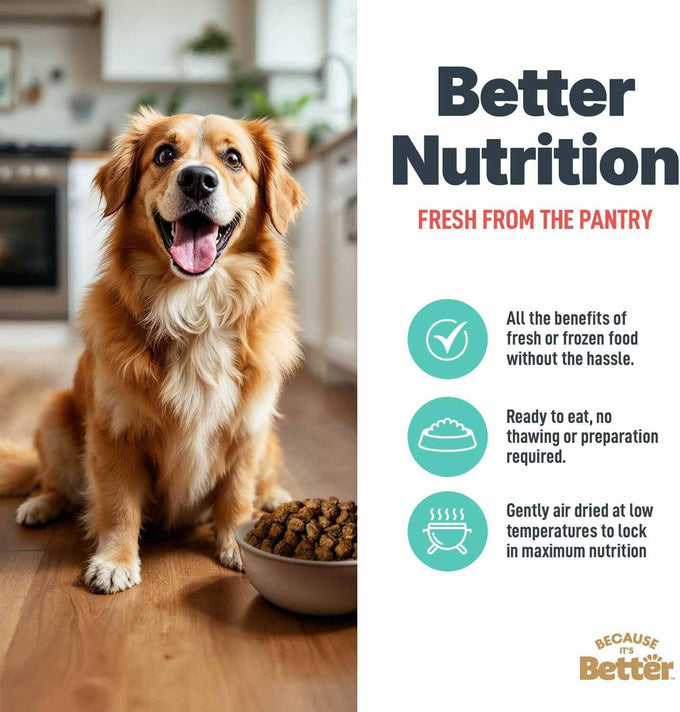 Slow Baked & Air Dried Real Salmon Dog Food - Grain Free, High Protein, Natural Nutrition for All Life Stages - 1 lb Bag