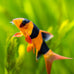 swimming-creatures-5-pcs-assorted-tropical-fish-combo-pack-with-rasboras-rainbowfish-and-more-freshwater-aquarium-fish-live