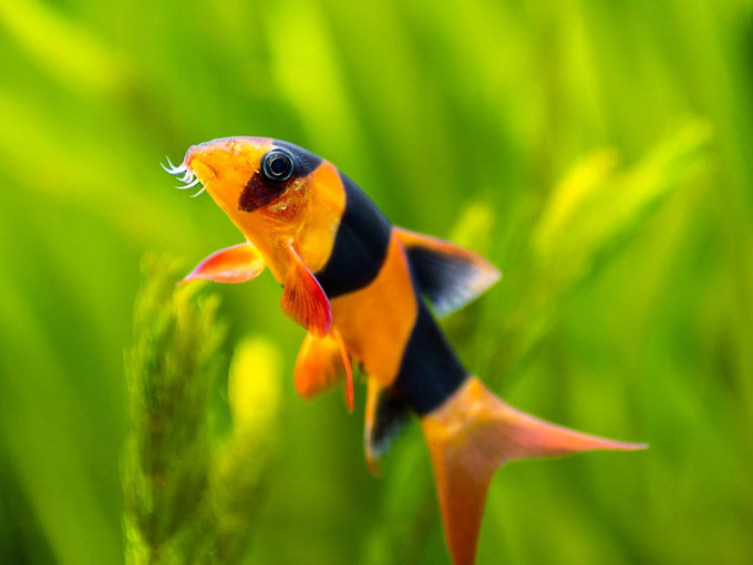swimming-creatures-5-pcs-assorted-tropical-fish-combo-pack-with-rasboras-rainbowfish-and-more-freshwater-aquarium-fish-live