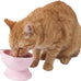 Whisker-friendly elevated cat bowls set of 2 white and gray modern pedestal design