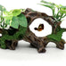 realaqcc artificial driftwood cave aquarium decor ornaments for betta fish tank accessories