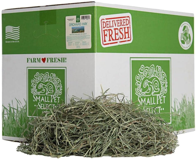 Small Pet Select premium US-grown orchard grass hay for rabbits, guinea pigs, and chinchillas, 10 LB bag