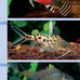 compass-guides-tropical-freshwater-aquarium-fish-paperback-2005-guide