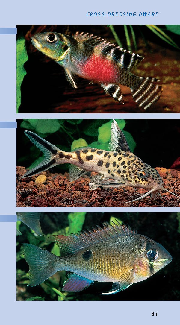 compass-guides-tropical-freshwater-aquarium-fish-paperback-2005-guide