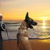 26Ft Retractable Dog Leash, Heavy Duty, Anti-Slip Rubberized Handle, One-Handed Brake, Strong Nylon Tape, Tangle Free for Dogs up to 110 lbs, Large Size