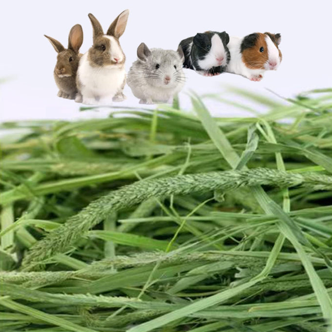 Premium Timothy Hay 2.2LBS 2 Pack Dust Free Natural Fresh Hay for Rabbits Tortoise Guinea Pig Chinchilla