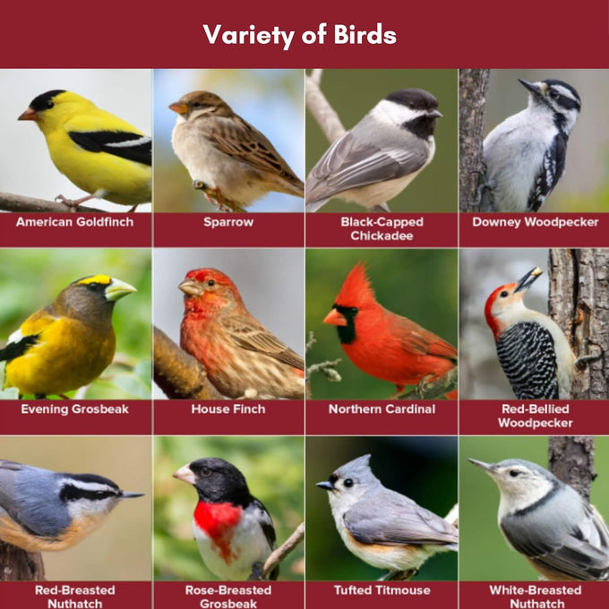 Blue Seal Nature's Choice Wild Bird Seed | 8 Pound Bag | High Energy Mix, No Filler | Shell-Free, Made in USA