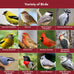 Blue Seal Nature's Choice Wild Bird Seed | 8 Pound Bag | High Energy Mix, No Filler | Shell-Free, Made in USA