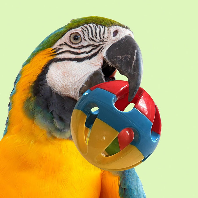 SIMENA Parrot Ball Toy with Bell, Cage Hanging Accessory for Medium to Large Birds, Durable Plastic and Metal, Set of 1