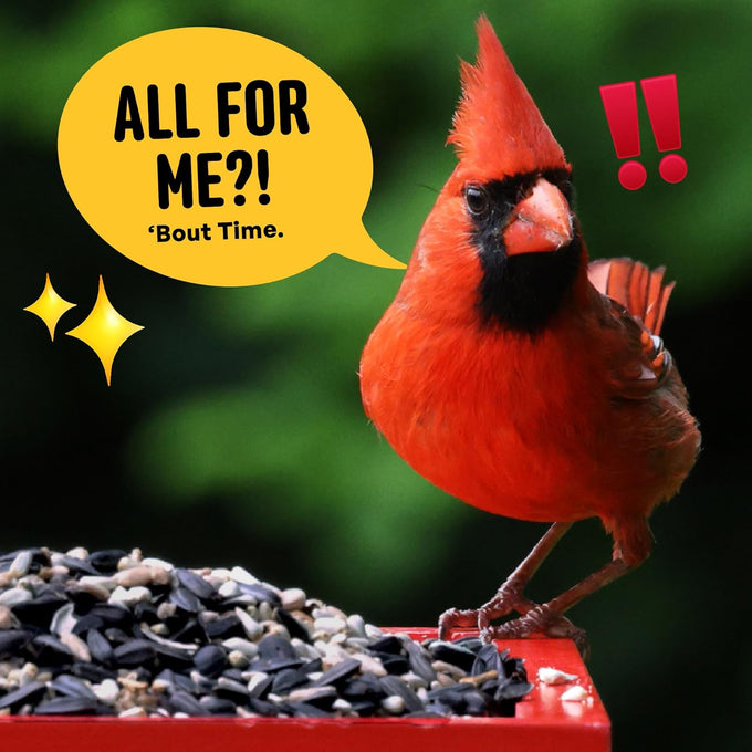 Cool Birds Cardinal & Crew 10 lb Black Oil Sunflower Blend for Cardinals, Grosbeaks & Chickadees Bird Food