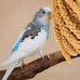 amzey 5.5lb non-gmo natural sun-dried spray millet for parakeets and parrots