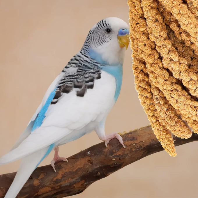 amzey 5.5lb non-gmo natural sun-dried spray millet for parakeets and parrots