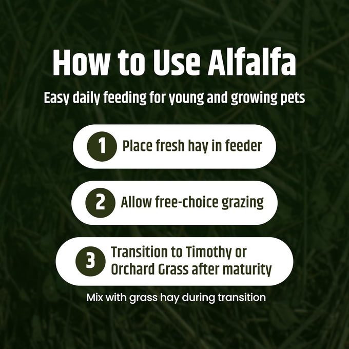 High Desert Alfalfa Hay, Protein Rich, Natural Rabbit Food and Guinea Pig Hay, 1 Lb Box, Soft Leaf for Young Growing Animals