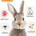 Sofier handmade 12pcs timothy hay treats natural chews for rabbit guinea pig hamster chinchilla rat gerbil