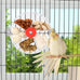 Bird Creative Foraging System Wheel Seed Food Ball Rotate Training Toy for Small Parrots