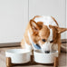 Le Tauci Acacia Wood Stand Dog Bowl Set with 1.5-Cup Ceramic Bowls for Small Dogs and Cats, Non-Slip Base