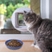 8-pack wheat straw cat dishes, shallow wide bowls for indoor outdoor cats, durable, whisker friendly, non-toxic, BPA-free