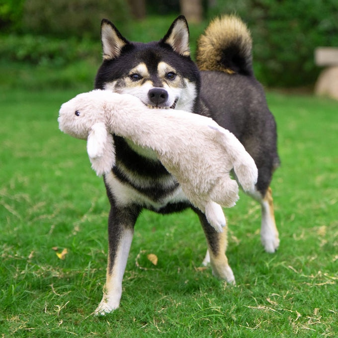 Soft Durable Fabric Squeaky Dog Toy for Small, Medium and Large Pets Interactive Indoor Play