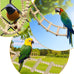 wooden bird hamster climbing swing toys cage accessories parrots hamsters parakeets cockatiels 20 steps
