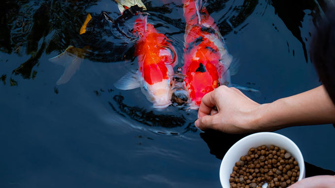 Premium floating pellets for pond and lake fish, 2 pounds, complete nutrition
