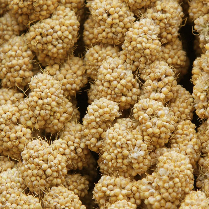 Jmxu's Natural Sun-Dried Spray Millet for Parakeets, Cockatiels, and Small Birds, 1 LB, 12.6 Inch Length