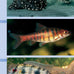 compass-guides-tropical-freshwater-aquarium-fish-paperback-2005-guide