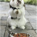 Herbivore Treat for Chinchillas, Rabbits, and Small Pets - Healthy Natural Mix - 3 oz. Sweet Potatoes, Carrots, and Oats