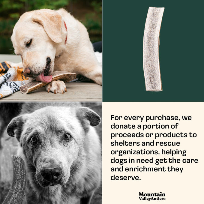 Mountain Valley elk antlers for dogs - 100% natural & organic chews, no odor, no mess, long lasting, grade A, large size